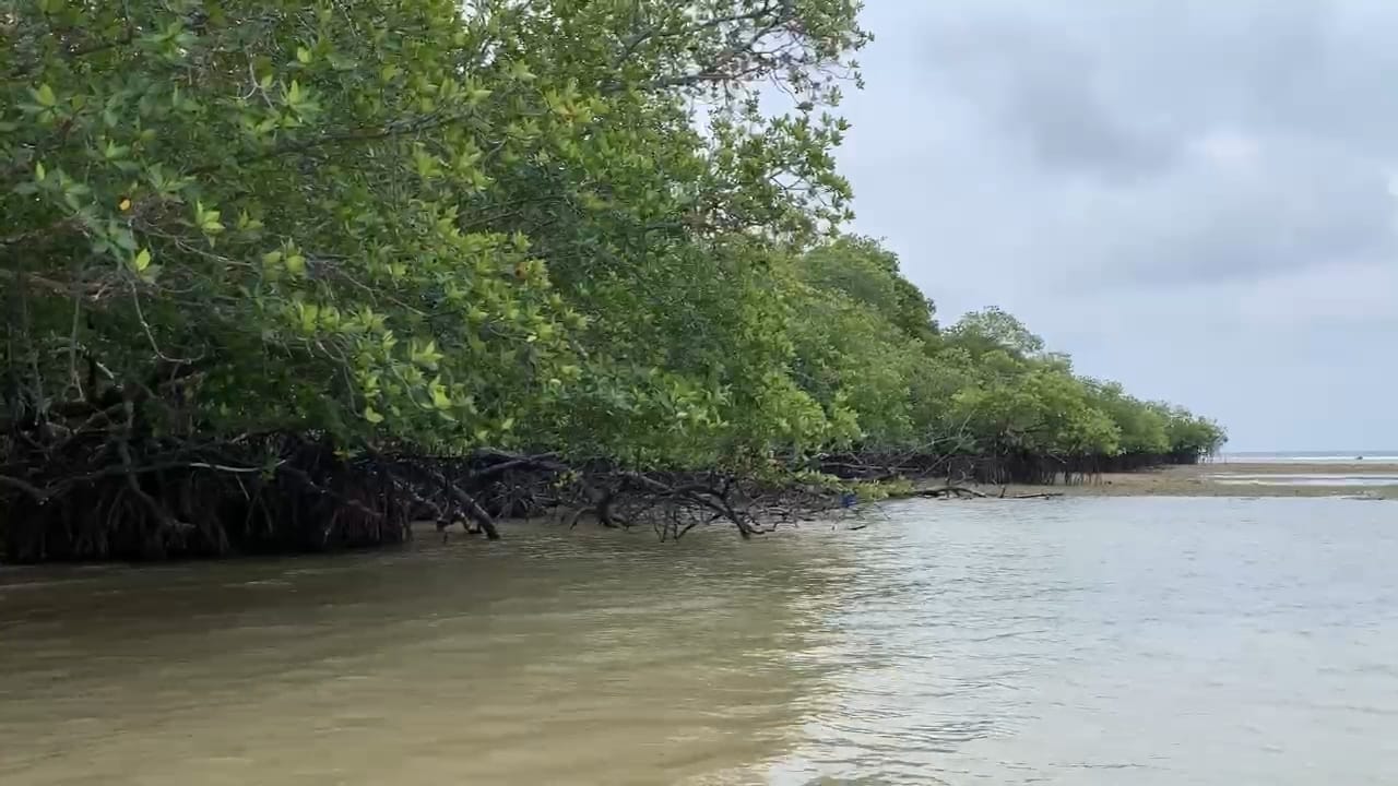 Read more about the article Mangrove Desa Kaana, Pulau Enggano: Keadaan Terkini dan Tantangan Pelestarian